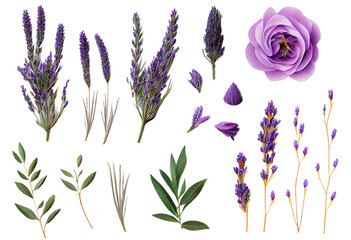Set of lavender design elements isolated over a transparent background, fresh flowers and dried buds from the Provence, fragrance, essential oils, cosmetics, perfumery © Eli Berr