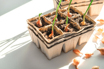 Agriculture, Growing onions from seeds of bulbs at home. Organic products, eco food, agro background, country life, countryside
