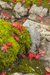 日本　京都府京都市の二ノ瀬にある白龍園の庭園　苔の上の紅葉の落葉