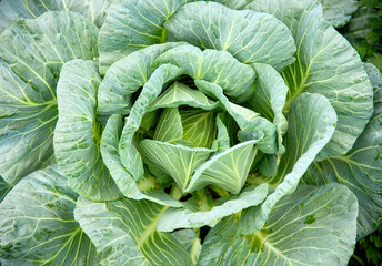 Close up cabbage in the garden