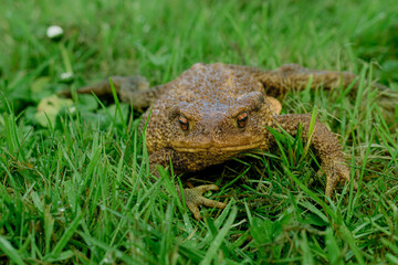 Crapaud dans l'herbe amphibien dans la nature 