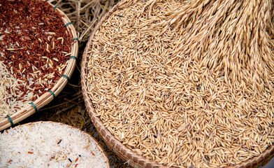 top view of paddy rice and rice seed on background
