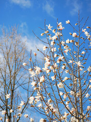 日本、神奈川県、青空に映えるコブシの花