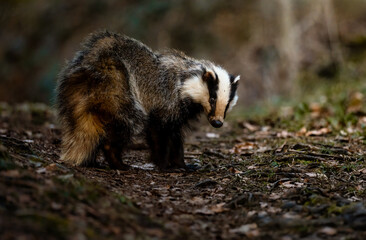 Dachs im Wald © Markus Nobel