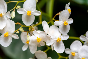 Naklejka na ściany i meble Begonia in spring blooms with very delicate white flowers.