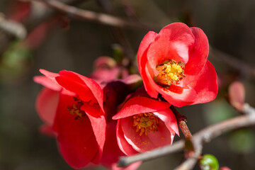 Chaenomeles japonica pink flowers blooming in spring