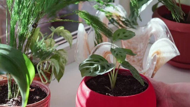 a woman puts a red pot with arrowroot home plant on the windowsill. sunlight from the window