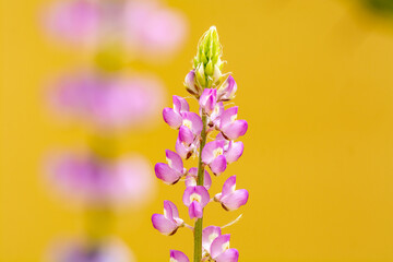 Pink lupin flowers, lupinus plants growing in an Jerusalem garden in spring, Israel. Lupinus flowers on a yellow background
