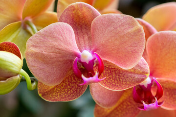 Fototapeta na wymiar Orchid flower in garden at winter or spring day for Christmas and Happy new year . Thai orchids. Phalaenopsis orchid.