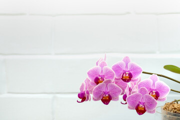 Blossoming purple flower house orchid in flowerpot on white brick wall close up macro background
