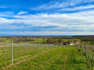 Fototapeta na wymiar A Winter Wonderland in Ollwiller's Vineyards: Wuenheim's Enchanting Alsatian Viticultural Estate Landscape Amidst Vines and Lush Green Meadows