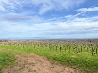 Fototapeta premium A Winter's Embrace: Captivating Panoramic View from a Quaint Agricultural Path Amidst Ollwiller's Vineyards in Wuenheim, Alsace, Overlooking the Sprawling Plains and Distant Mountains