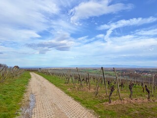Fototapeta na wymiar A Winter's Embrace: Captivating Panoramic View from a Quaint Agricultural Path Amidst Ollwiller's Vineyards in Wuenheim, Alsace, Overlooking the Sprawling Plains and Distant Mountains