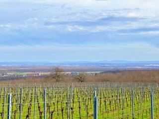 Winter's Embrace: A Distant Glimpse of Mulhouse, the Iconic Tour de l'Europe, and Ollwiller Vineyard's Panoramic Views of the Alsatian Plains and Mountains Beyond