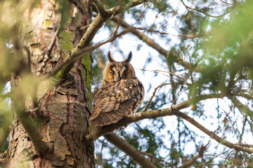 Owl Asio otus - Long-eared Owl resting by day in the branches of an evergreen tree. Wild photo in the Czech Republic.