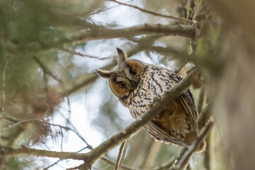 Owl Asio otus - Long-eared Owl resting by day in the branches of an evergreen tree. Wild photo in the Czech Republic.