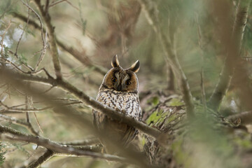Owl Asio otus - Long-eared Owl resting by day in the branches of an evergreen tree. Wild photo in the Czech Republic.
