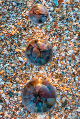 Glass lens globes on sandy beach at sunset close up. Beauty, fancy, family, evolution, increase and growth, rise and increment concept.