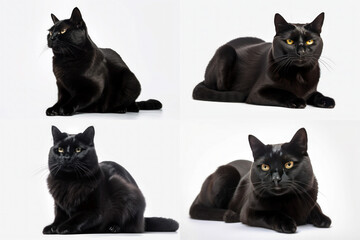 Four black cats with different poses on a white background. Studio pet portrait with variety in expression and stance