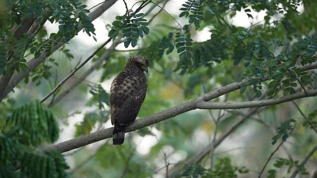 Crested Serpent Eagle ; Scientific Name : Spilornis cheela standing on a branch.