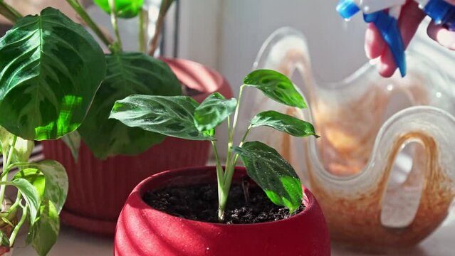 woman spraying arrowroot home plant in red flower pot. sunlight from the window