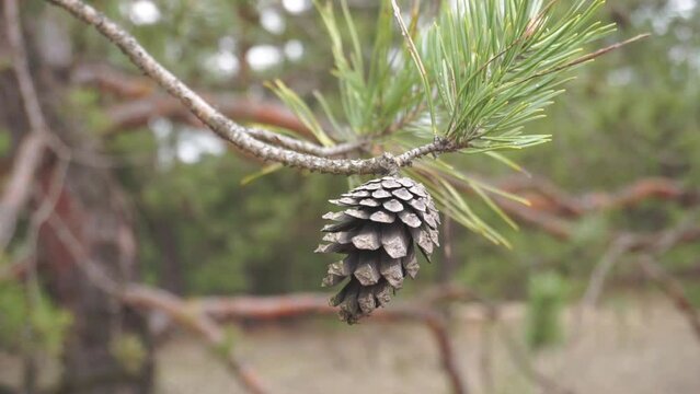 A dry pine cone on a branch