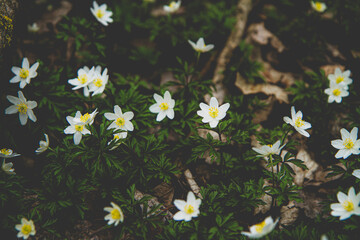 białe drobne kwiatki 