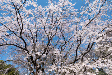 満開のしだれ桜と青空　3月　東京都文京区六義園