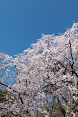 満開のしだれ桜と青空　3月　東京都文京区六義園