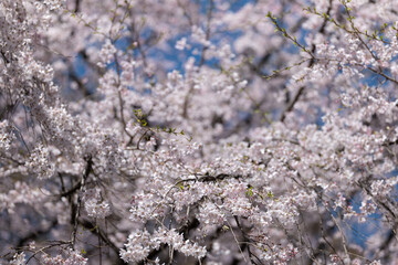 満開のしだれ桜と青空　3月　東京都文京区六義園