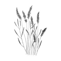 Fototapeta premium Lavender watercolor monochrome. Vector illustration