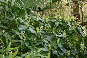 Aucuba japonica.
Native to Japan, Aucubaceae evergreen Dioecious shrub. The flowering season is from March to May. The fruits ripen red in autumn.