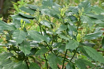 Aucuba japonica.
Native to Japan, Aucubaceae evergreen Dioecious shrub. The flowering season is from March to May. The fruits ripen red in autumn.