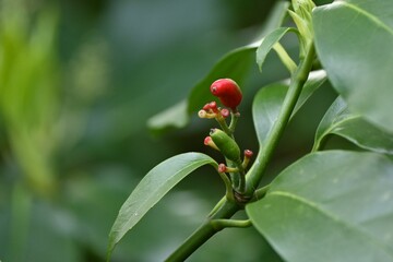 Aucuba japonica.
Native to Japan, Aucubaceae evergreen Dioecious shrub. The flowering season is...