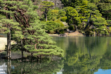 Fototapeta premium 日本庭園の春 東京 六義園 3月