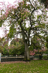 Beautiful and leafy Principe Real garden in Lisbon