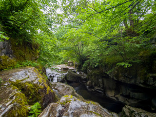River in a forest (Wales, United Kingdom)