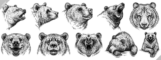 Fototapeta Vintage engrave isolated black bear set illustration ink sketch. American grizzly background asian animal silhouette vector art obraz
