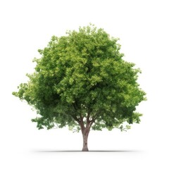 Cut out greenery tree shape isolated on white background, generative ai