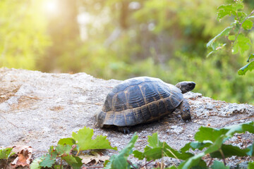 Wild turtle on a stone near the house, close-up.