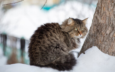Striped fluffy cat in the snow on a sunny winter day
