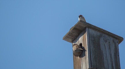 A pair of sparrows on a birdhouse in spring