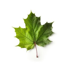 Green falling maple leaf isolated on white, generative ai
