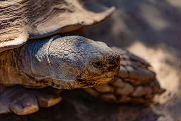 Naklejka premium turtle on the ground
