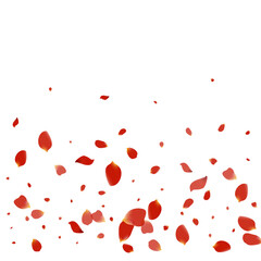 Red Blossom Falling Vector White Background.