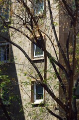 Fototapeta na wymiar Edificio tras un árbol en Carrer del Conquistador, Palma de Mallorca