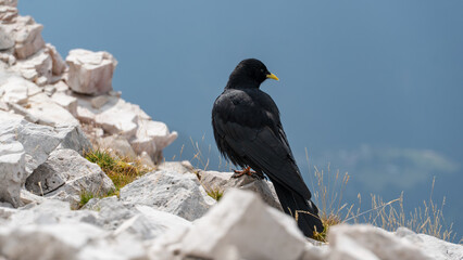 Eine Alpendohle in den Dolomiten (Italien)