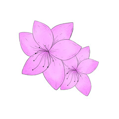 Watercolor flower 
