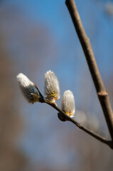 Willows in the spring