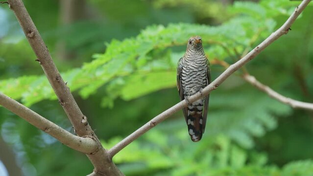 Asian Emerald Cuckoo Scientific Name:Chrysococcyx maculatus bird standing on a fresh branch with green leaves resting.